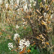 Escape to the forest 15