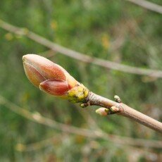 Escape to the forest 16