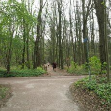 Escape to the forest 17