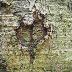 Escape to the forest 18