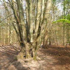 Escape to the forest 19