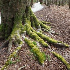 Escape to the forest 20