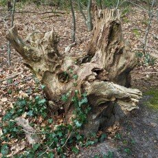 Escape to the forest 23