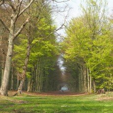 Escape to the forest 24