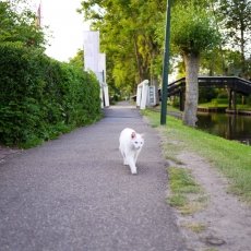 An evening in Giethoorn 18