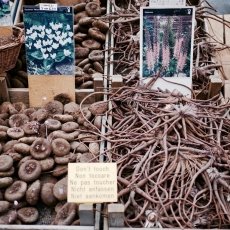 Flower Market Amsterdam 06