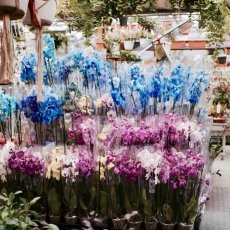 Flower Market Amsterdam 04