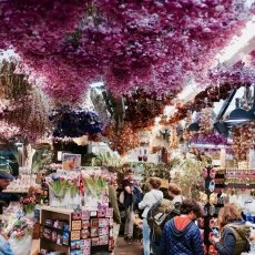 Flower Market Amsterdam 12