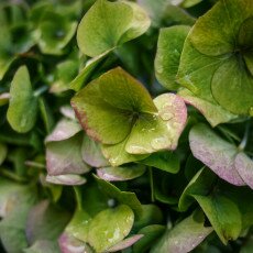 Flowers and raindrops 03