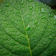 Flowers and raindrops 06