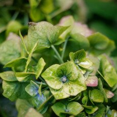 Flowers and raindrops 04