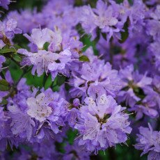 Flowers and raindrops 05