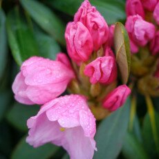 Flowers and raindrops 02