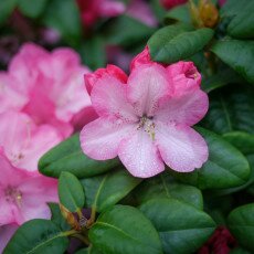 Flowers and raindrops 12