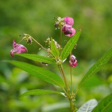 Flowers and raindrops 10