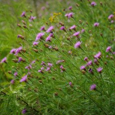 Flowers and raindrops 11