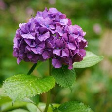 Flowers and raindrops 13