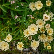 Flowers and raindrops 15