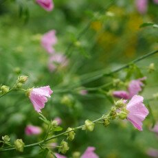 Flowers and raindrops 09
