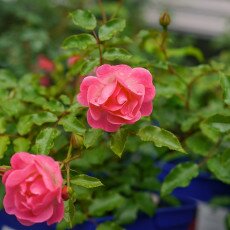 Flowers and raindrops 01