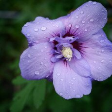 Flowers and raindrops 08