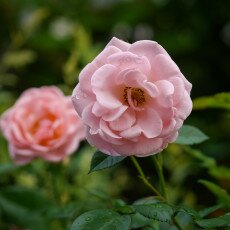 Flowers and raindrops 18