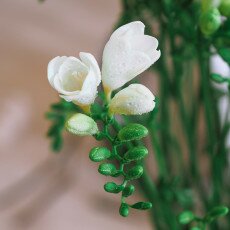 Flowers and raindrops 17