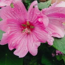 Flowers and raindrops 16