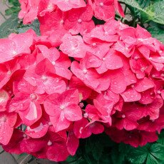 Flowers and raindrops 19