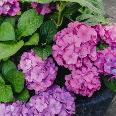 Flowers and raindrops 20