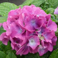 Flowers and raindrops 21