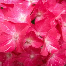 Flowers and raindrops 22