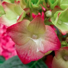 Flowers and raindrops 23