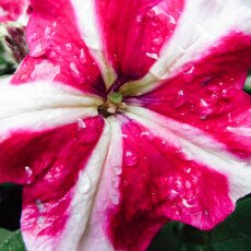 Flowers and raindrops 24