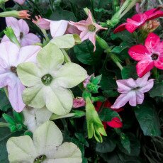 Flowers and raindrops 25