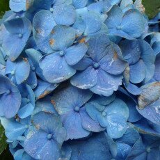 Flowers and raindrops 26
