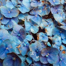 Flowers and raindrops 14