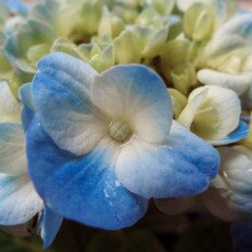 Flowers and raindrops 27
