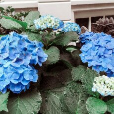 Flowers and raindrops 28