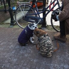 Skating on frozen canals in Amsterdam 11