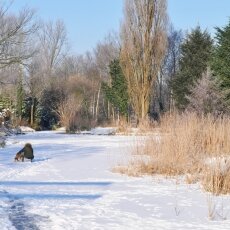 Frozen Canals Amsterdam 10