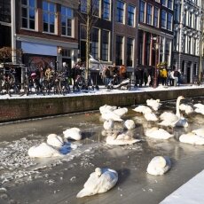 Frozen Canals Amsterdam 02