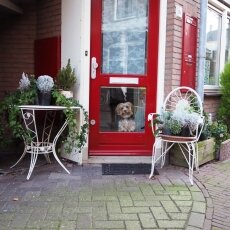 Haarlem in February 15