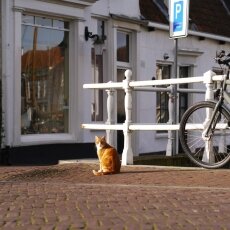 Haarlem in October 21