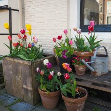 Harlingen day-trip 24