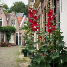 Hollyhocks on a street in Alkmaar