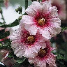 Hollyhocks 04