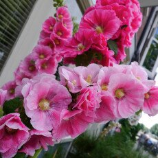 Hollyhocks 03
