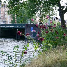 Hollyhocks on a canal in Amsterdam