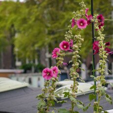 Hollyhocks 02